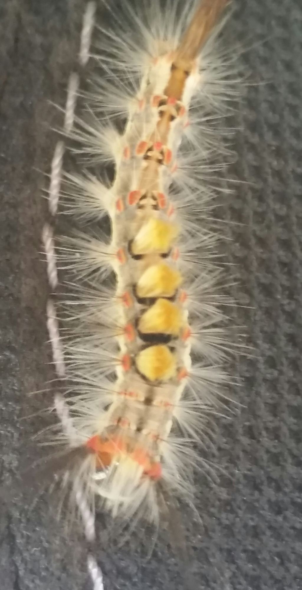 Processionaria? No, Orgyia antiqua - Erebidae Lymantriinae